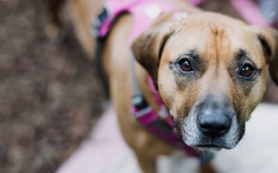 Compassion Unleashed: Feeding Stray Dogs and the Role of Pet Parents in Society