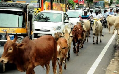 Stray Cows and Bulls in India: Challenges and Solutions to Protect Them